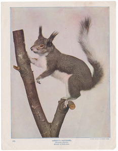 Abert's Squirrel